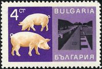 Schweinehaltung_BM_Bulgarien